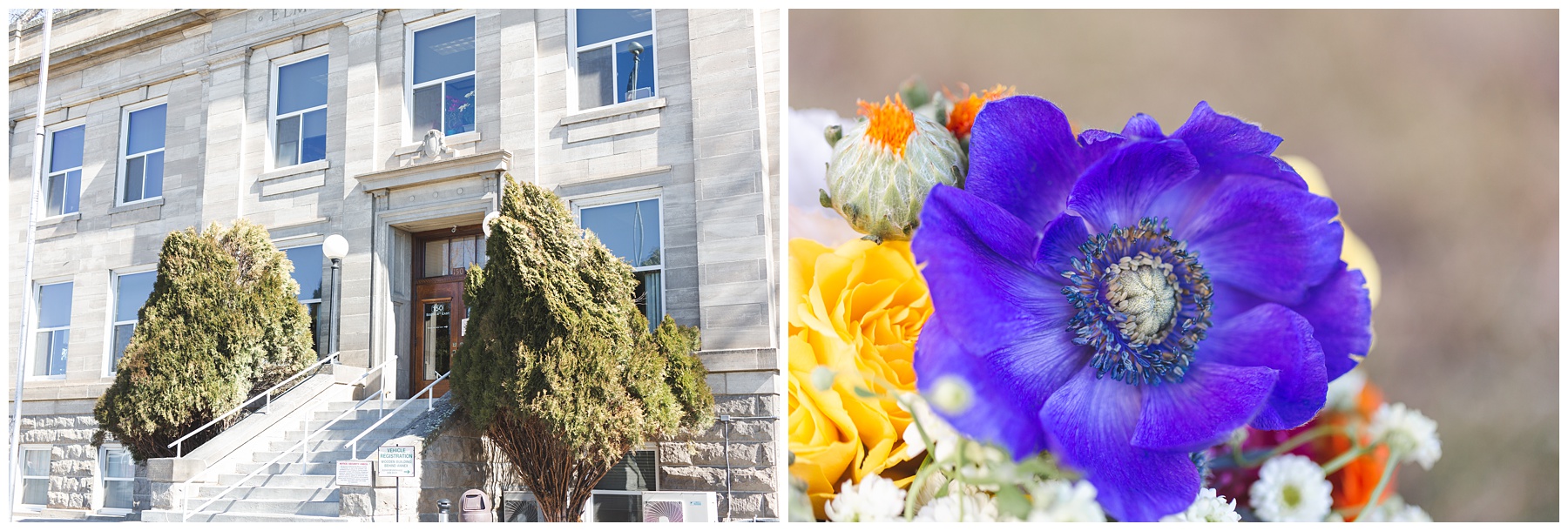 Courthouse and blue flower