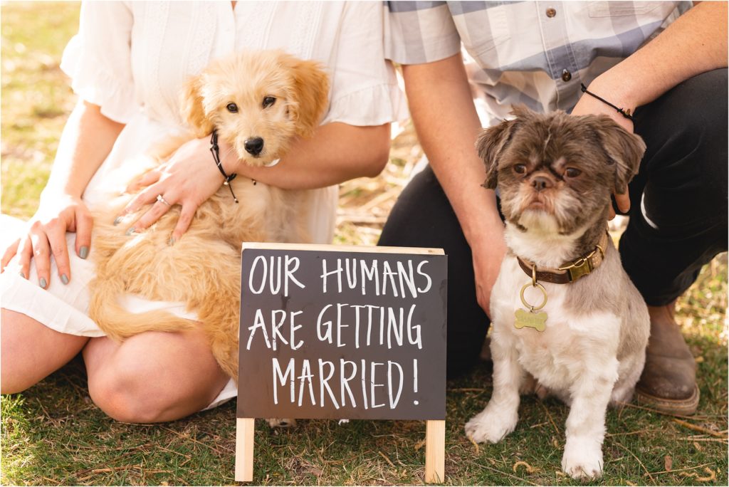Engagement photos with dogs, and sign that says "our humans are getting married"