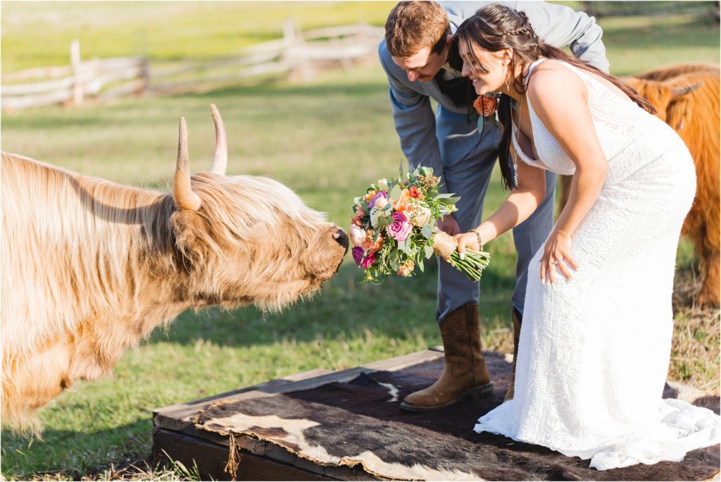 bride and groom with highland cows