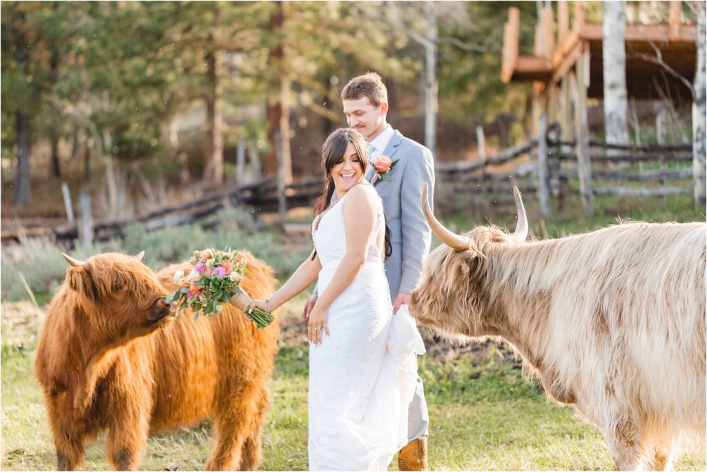 couple at longhorn guest ranch with highland cows