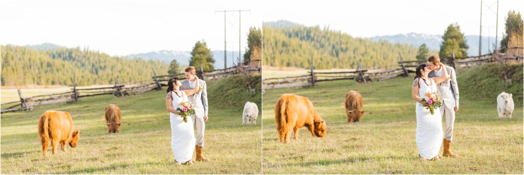 bride and groom walking with cows at longhorn guest ranch