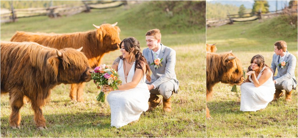 couple with cows for photos