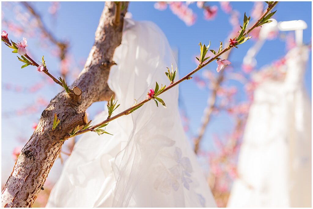 Cherry Blossom Bridal Photos bb Bridal wedding dress